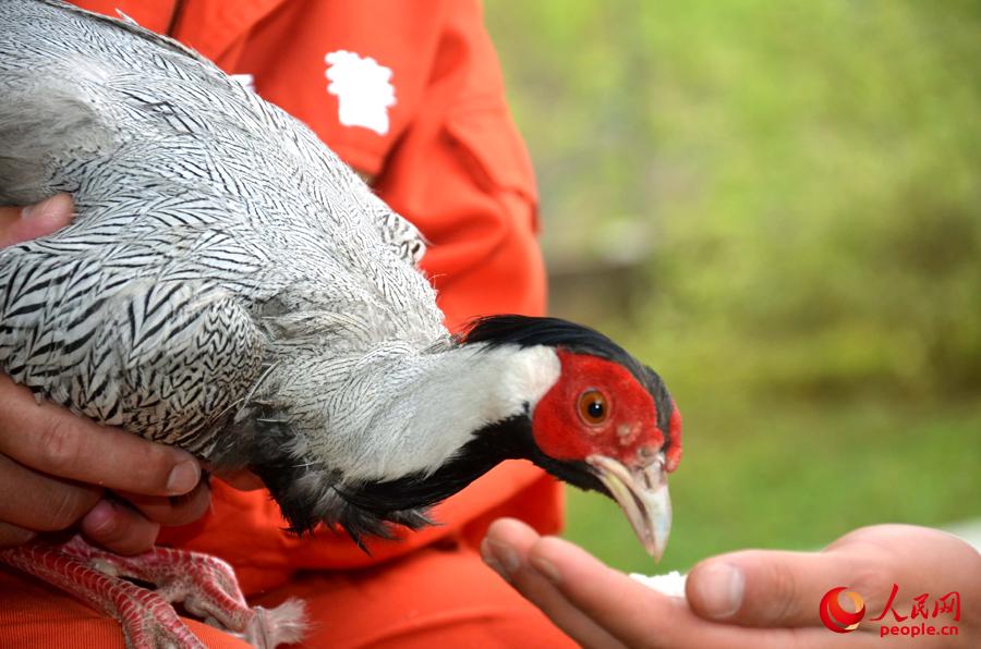 ���wǰ���ٱ����������I��һ���Žo��ιʳ��