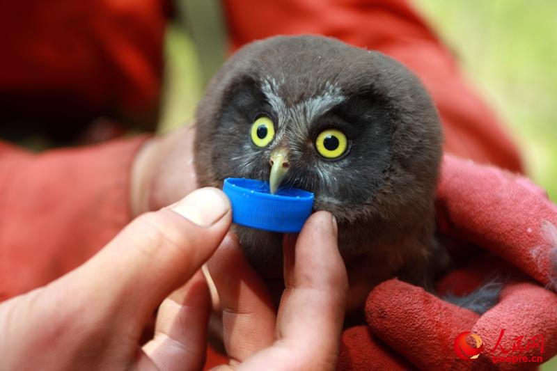 soͿԺͼˈF侯ɹŴdXɭ֧ D