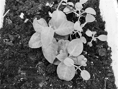 官兵在蔬菜大棚種植的田七。李金星、祁龍攝