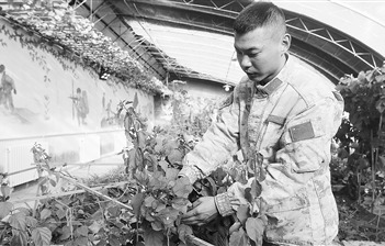 克克吐魯克邊防連溫室大棚內，三角梅傲然盛開。張  洋攝